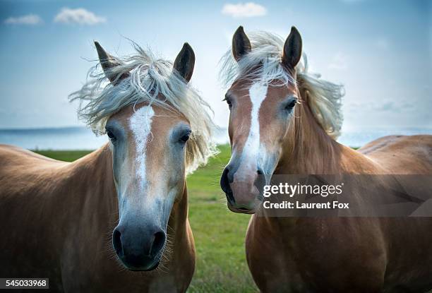 horse mates - palomino stock-fotos und bilder