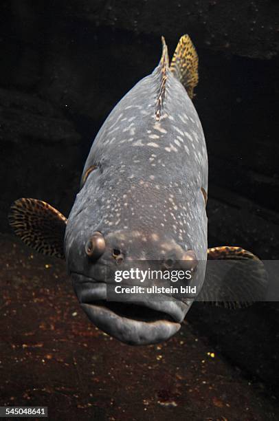 Germany - Berlin - Berlin: giant grouper