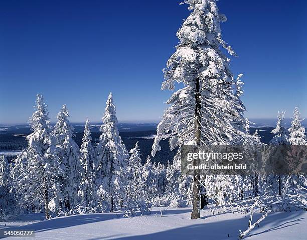 Winterwald im Erzgebirge- 1993