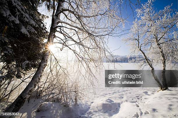 Deutschland, Bayern: Winterliche Landschaft bei Bad Bayersoien. Vereiste, schneebedeckte Bäume in der Wintersonne.