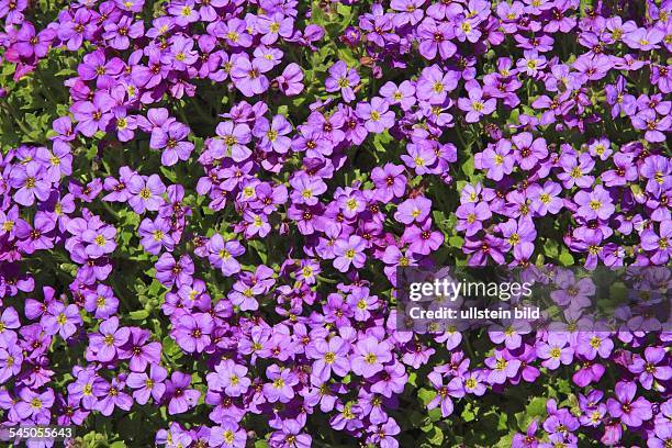 Flowering aubretia, lilacbush, purple rock-cress