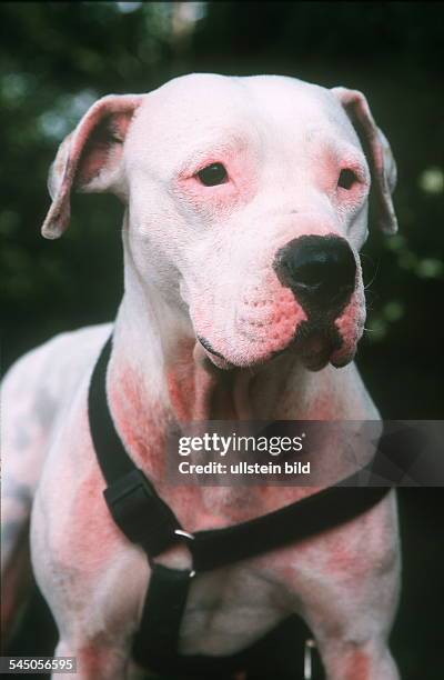 Dogo Argentino - 2000