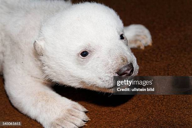 Germany, Berlin - Eisbär-Baby "Knut" im Zoo Berlin