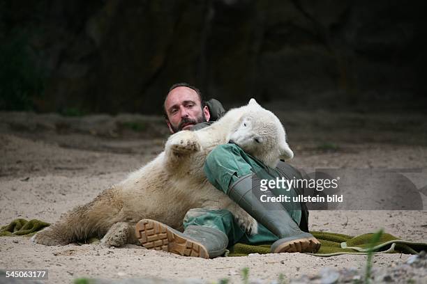 Deutschland / Berlin :Eisbaer Knut im Berliner Zoo