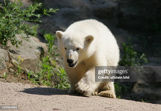 Deutschland / Berlin; Zoo-Berlin, Knut der kleine Eisbär