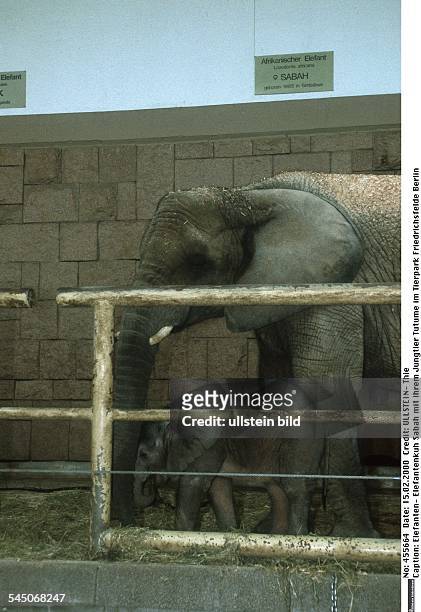 Elefantenkuh Sabah mit ihrem Jungtier Tutume im Tierpark Friedrichsfelde Berlin- 1999