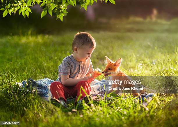 boy feeding a vixen with ice-cream, red fox (vulpes vulpes) - clearing in woods stock-fotos und bilder