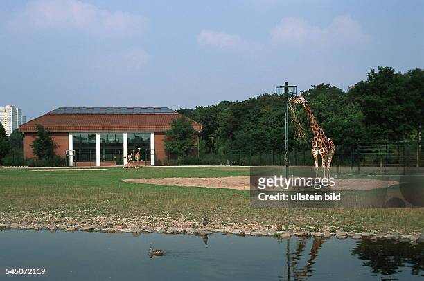 Giraffen vor dem Giraffenhaus- 1999