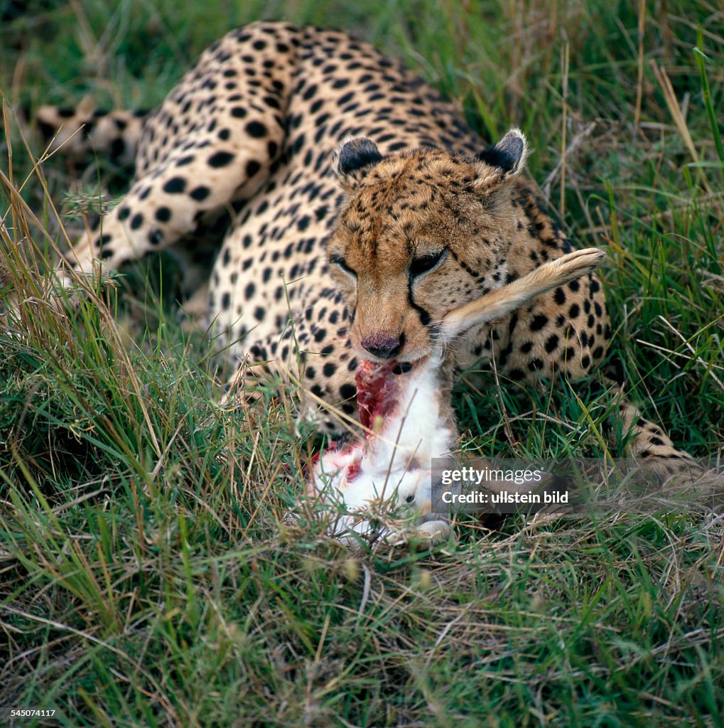 Africa; Kenia: cheetah with prey - 1996