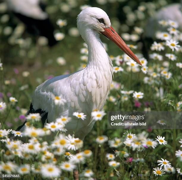 Storch auf Sommerwiese- 2001