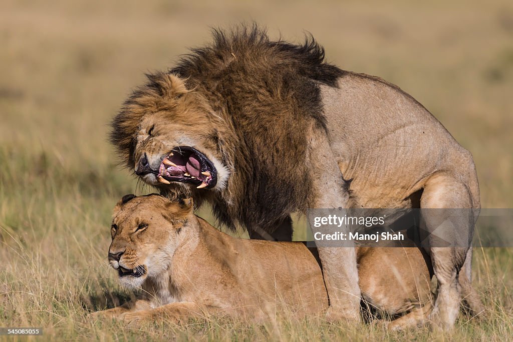 Male lion snarling at the lioness