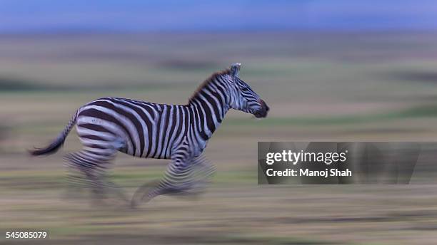 zebra running with the herd late evening - zebra herd running stock pictures, royalty-free photos & images