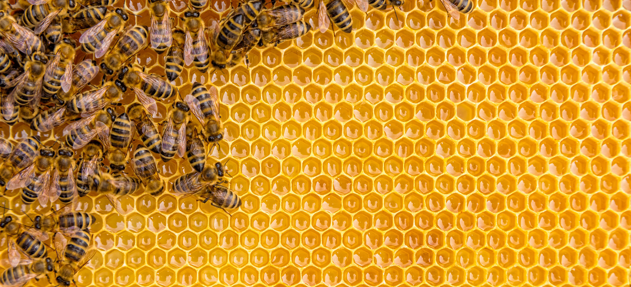 bee honeycomb