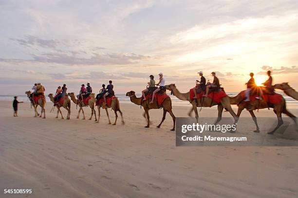 sunset camel ride along the beach - riding camel stock pictures, royalty-free photos & images