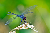 Seaside Dragonlet Dragonfly