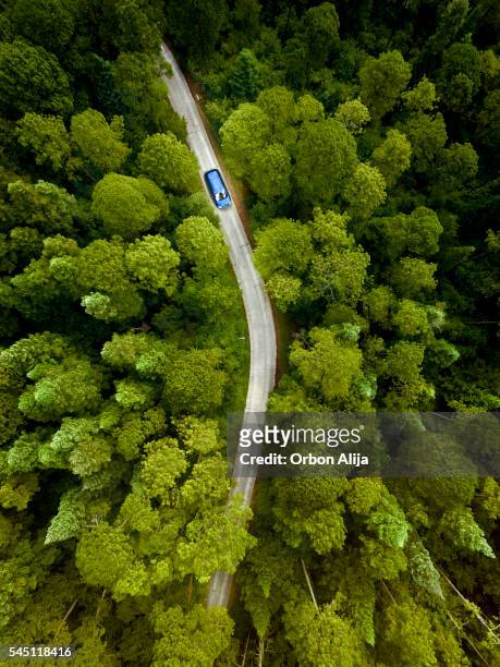 Auto auf der Straße durch einen Pinienwald