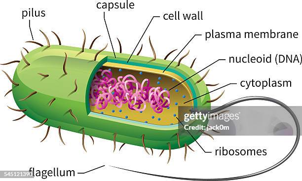 stockillustraties, clipart, cartoons en iconen met bacteria cell - bacterie