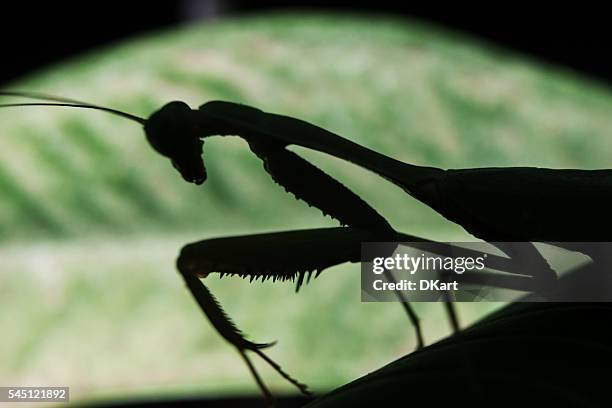 mantis religiosa religiosa - mantis religiosa fotografías e imágenes de stock