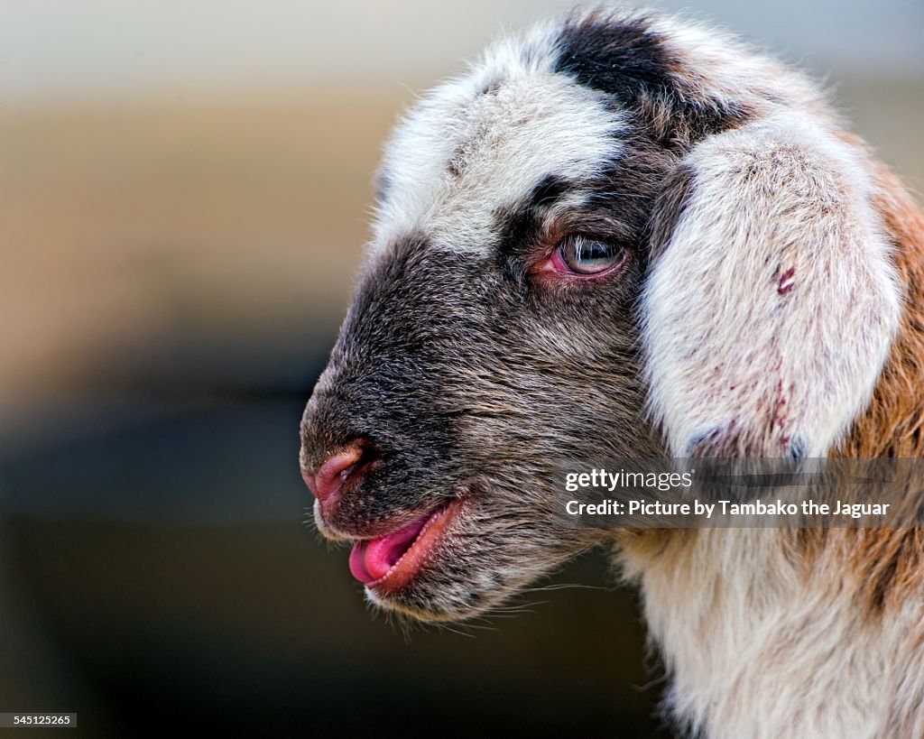 Profile portrait of a lamb