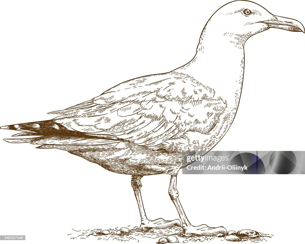 Gusle Vector Engraving Illustration Of Gull High-Res Vector Graphic - Getty Images