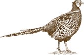 engraving illustration of pheasant