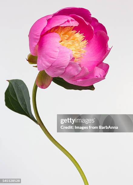 a single pink peony on a white background - curved stem stock pictures, royalty-free photos & images