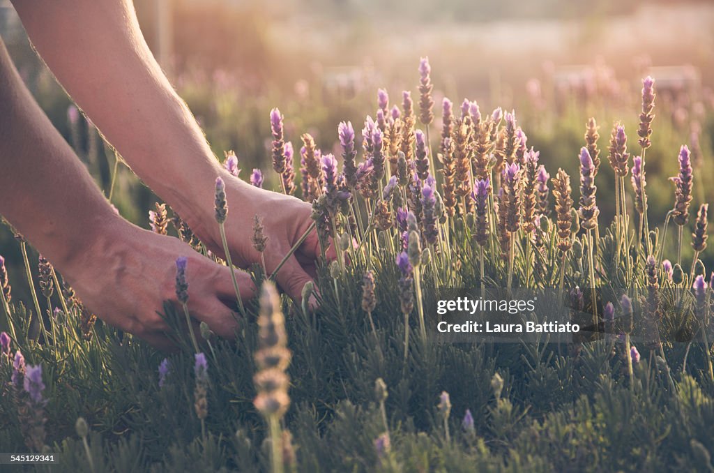 Picking lavenders