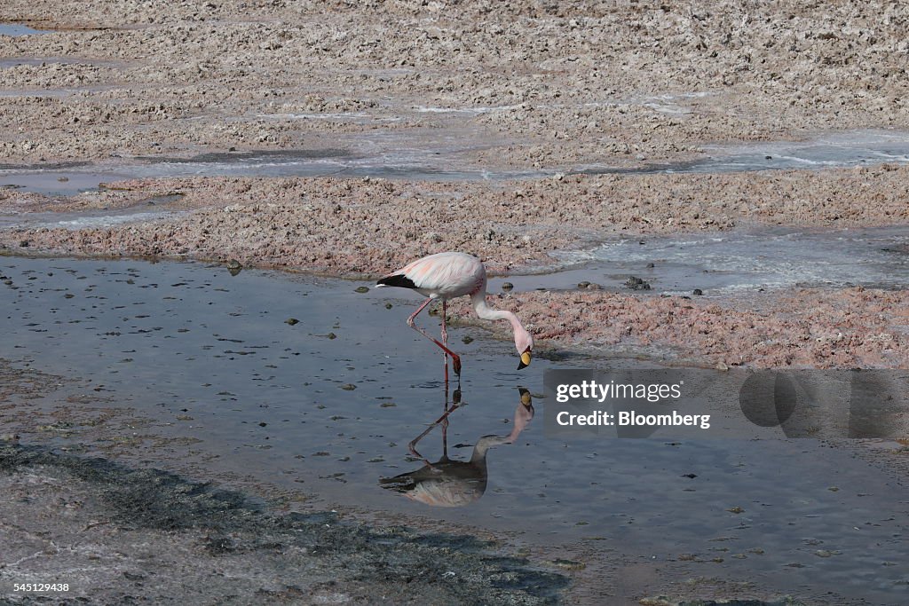 Spare A Thought For The Flamingos As You Save The World