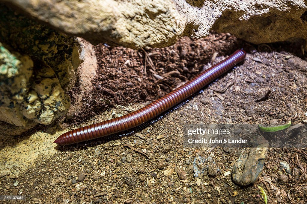 Spirobolus Asian giant millipede or Thyropygus spirobolinae sp - There are... News ...
