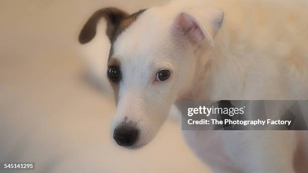 Parson Ter 247 Parson Terrier Stock Photos, High-Res Pictures, and Images - Getty ...