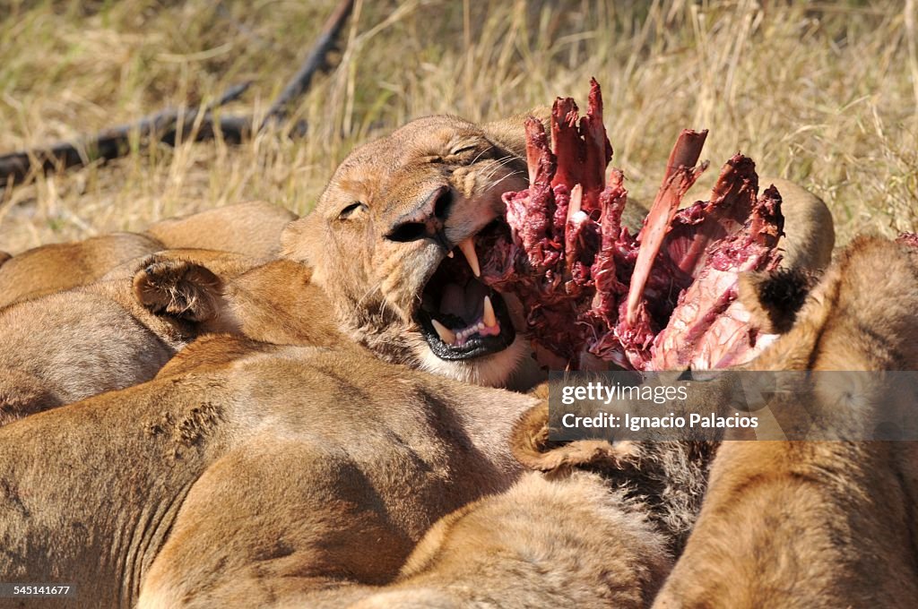 Kill of a babby buffalo Syncerus caffer