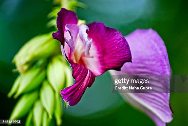 clitoria flower - clitoria fotografías e imágenes de stock