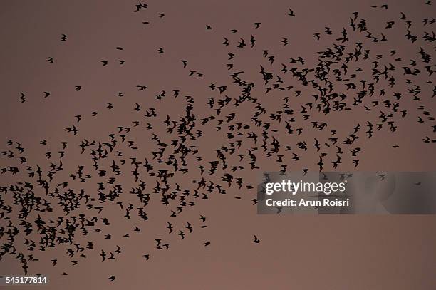 bats flying from the cave in evening - bat cave stock pictures, royalty-free photos & images