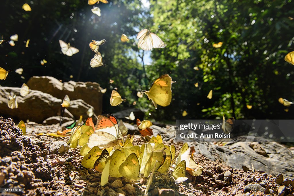 Butterflies are feeding mineral along the creek in rain forest.