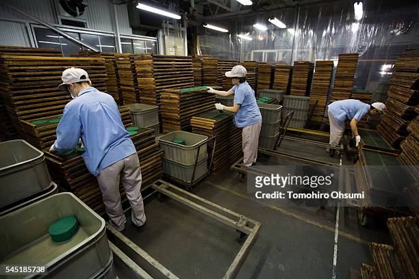 Employees sort mosquito coils at the Kishu Factory of Dainihon Jochugiku Co. Ltd. On July 6, 2016 in Arita, Japan. Japanese insect repellent...
