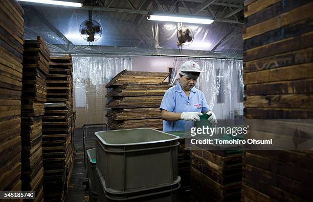 An employee sorts mosquito coils at the Kishu Factory of Dainihon Jochugiku Co. Ltd. On July 6, 2016 in Arita, Japan. Japanese insect repellent...