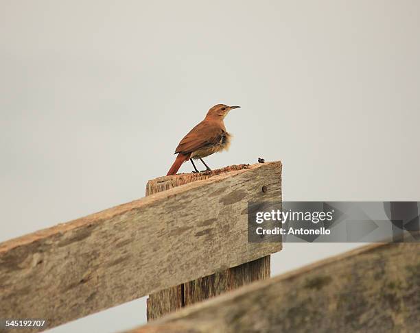 rufous hornero - rufous hornero stock pictures, royalty-free photos & images