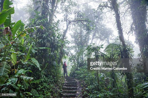 tourist on a track in the monteverde cloud forest, costa rica - foresta pluviale di monteverde foto e immagini stock