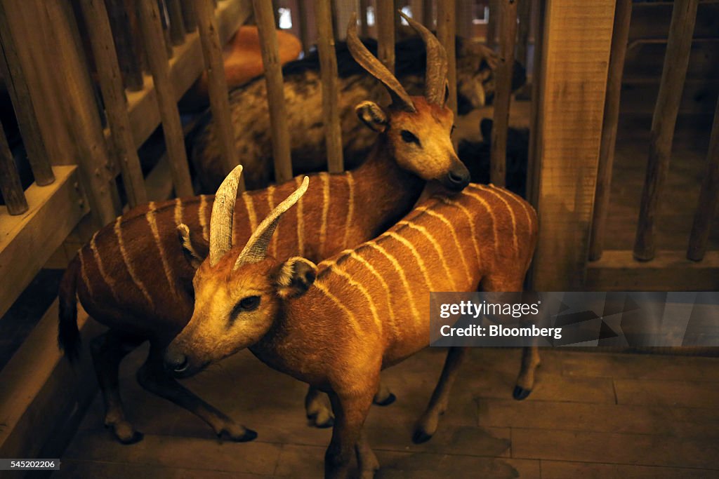 Inside The Opening Of The Ark Encounter Theme Park