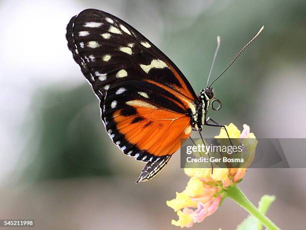 mexican hecale longwing (heliconius hecale) - heliconiinae stockfoto's en -beelden