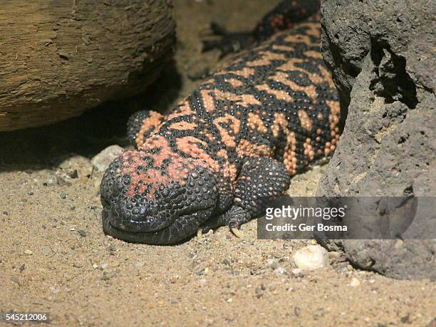 gila monster (heloderma suspectum) - gila monster stock pictures, royalty-free photos & images