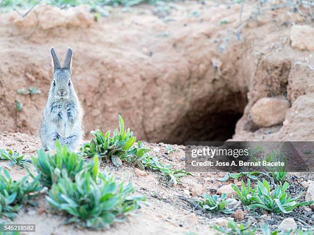 rabbit raised on two legs next to his burrow. ( species oryctolagus cuniculus.) - rabbit burrow bildbanksfoton och bilder