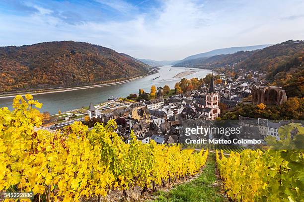 autumn vineyards and river rhine, bacharach, germany - hesse germany stock-fotos und bilder