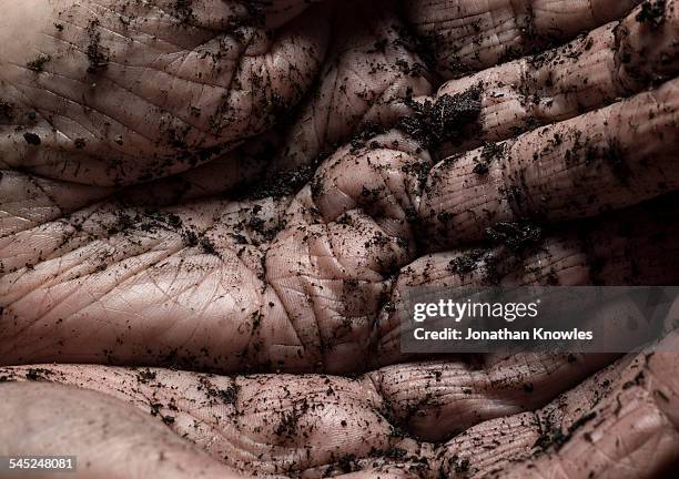 mature hands covered in soil - soil ストックフォトと画像