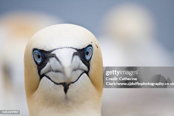 gannet portrait - sulidae stock pictures, royalty-free photos & images