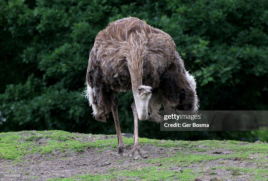 Ostrich On the Loose
