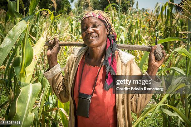 portrait of a woman in a corn field - agriculture africa stock pictures, royalty-free photos & images