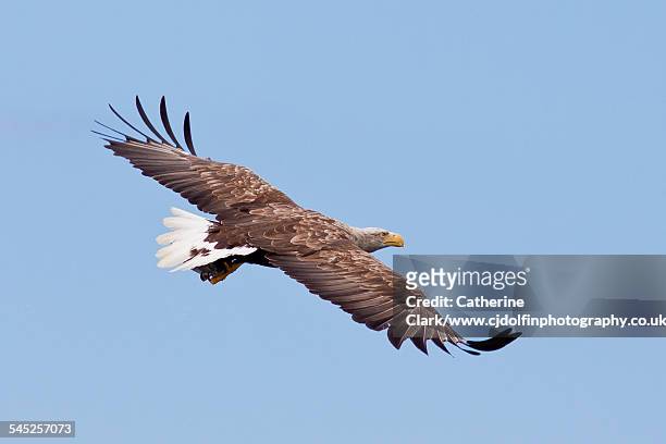 flying sea eagle - white tailed eagle stock pictures, royalty-free photos & images
