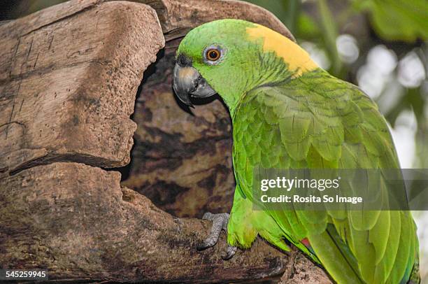 the yellow-naped amazon - gelbnackenamazone stock-fotos und bilder