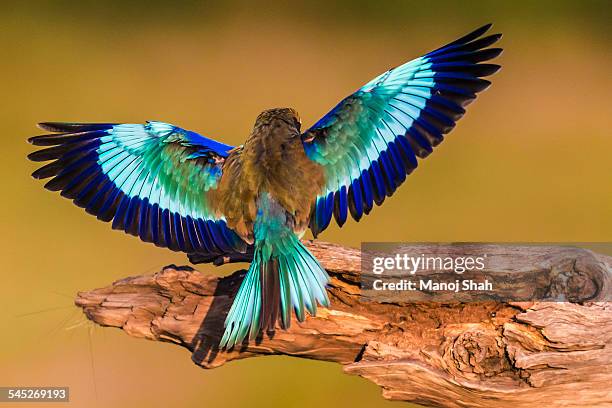 lilac breasted roller opening its wings - spread wings stock pictures, royalty-free photos & images